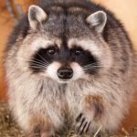 Humane Raccoon Removal by Wildlife Pro