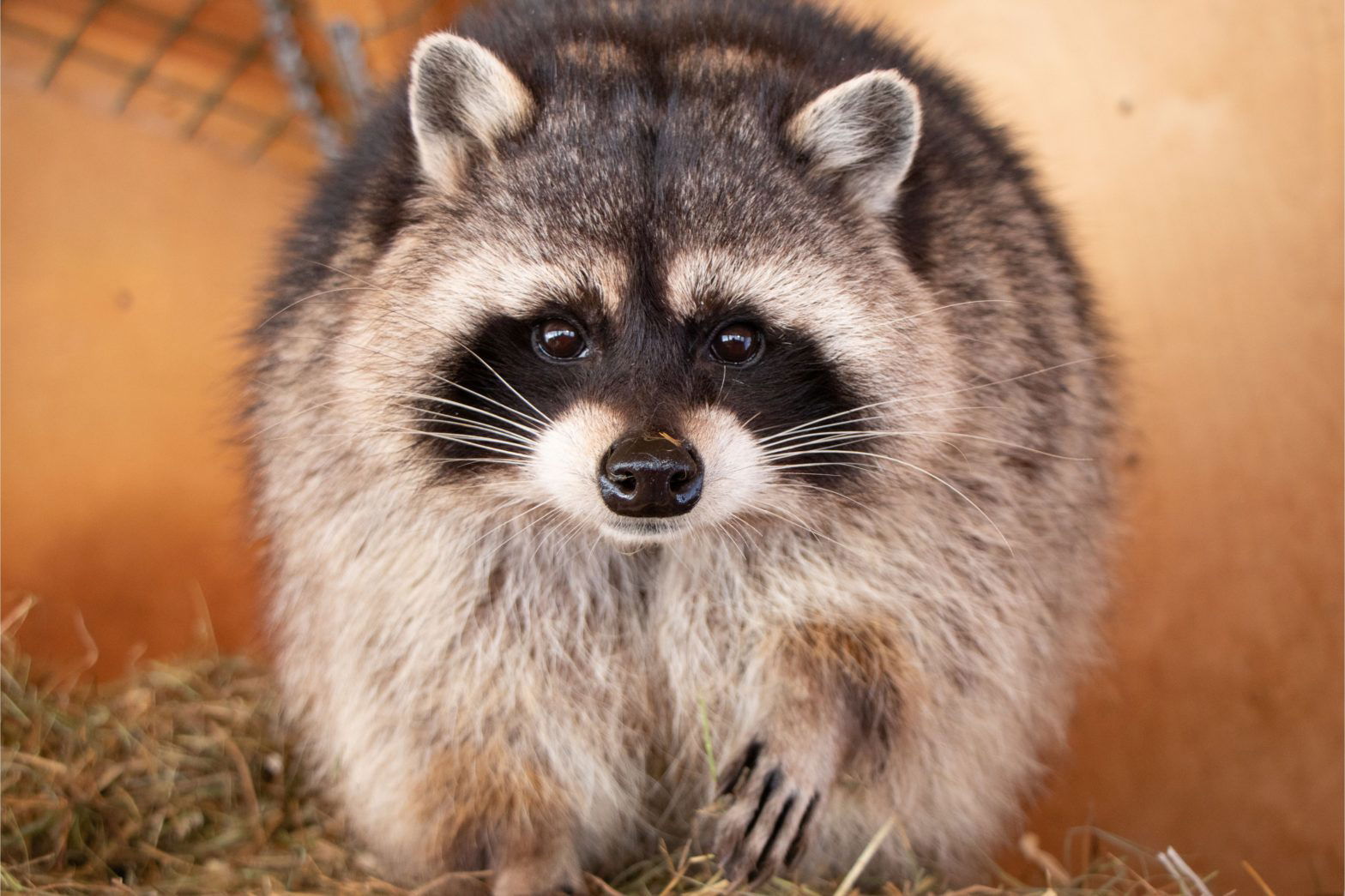 Humane Raccoon Removal by Wildlife Pro
