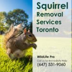 Expert Squirrel Removal and Prevention Services in Toronto