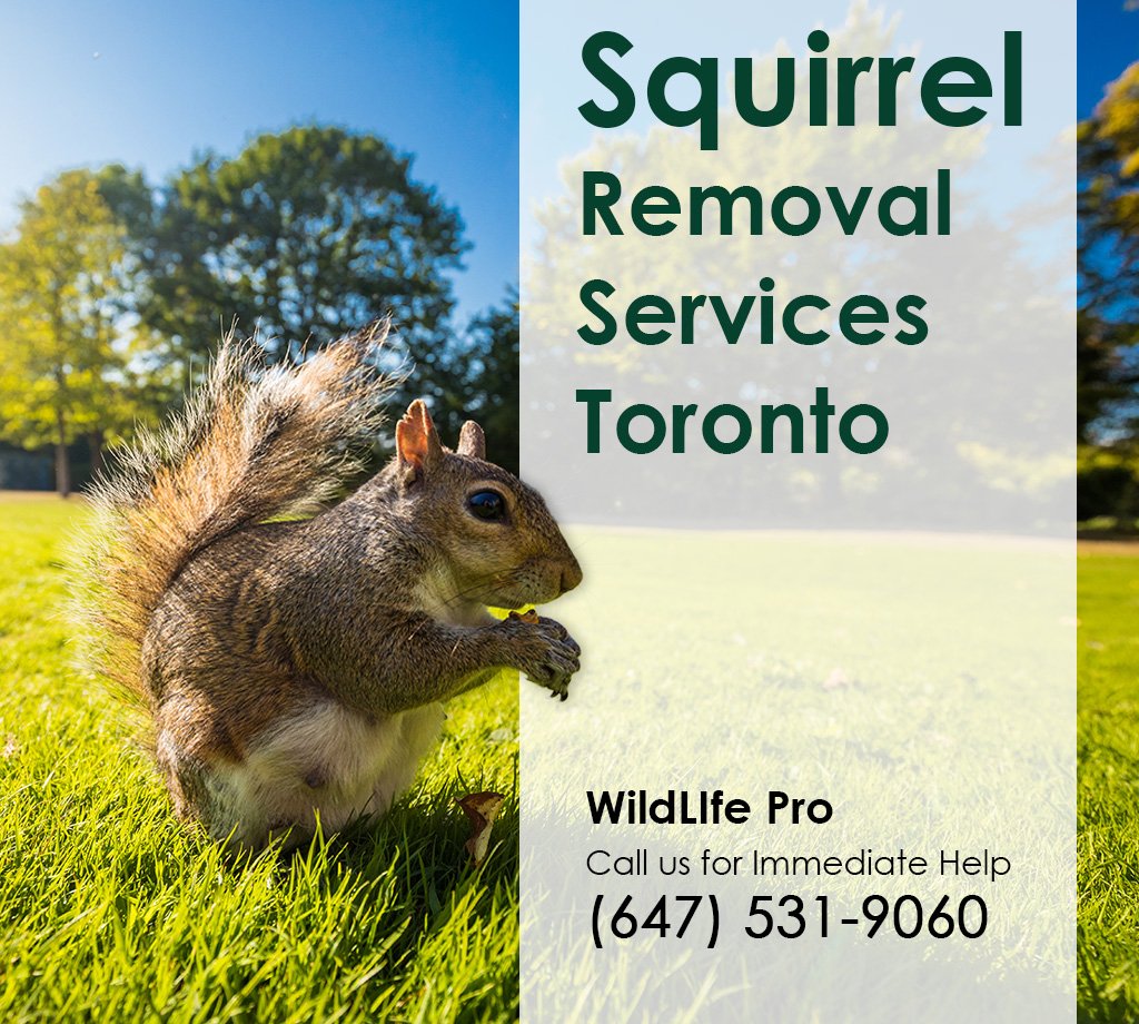 Expert Squirrel Removal and Prevention Services in Toronto