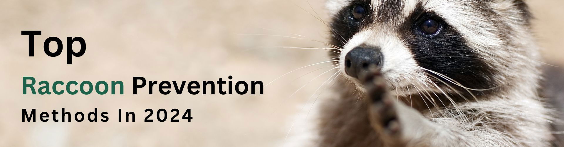 Top 4 Raccoon Prevention Methods 2024